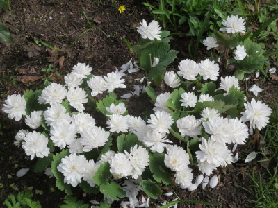 Sanguinaria canadensis 'Multiplex'_4738.jpg