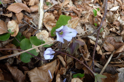 hepatica hell.jpg