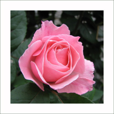 ROSE_DI_2811_RX.jpg