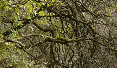 7.4. wald1.jpg