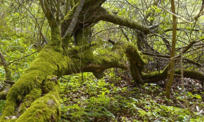 7.4. wald2.jpg
