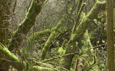 7.4.wald4.jpg