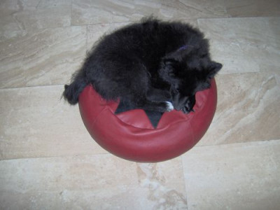 Roll-Petzi.jpg
