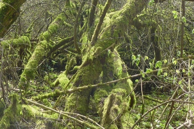 7.4.wald5.jpg