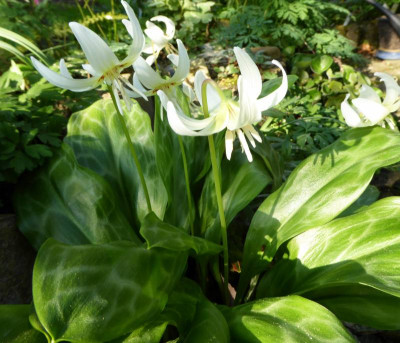 Erythronium revolutum 'White Beauty' ...  8.4.17 008.jpg
