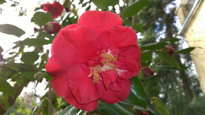WP_20170408_013 Camellia japonica Grand Prix.jpg