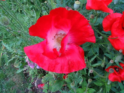 Mohn.jpg