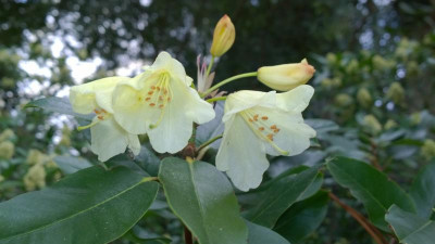 WP_20170408_030 Rhododendron campylocarpum KCSH0363.jpg