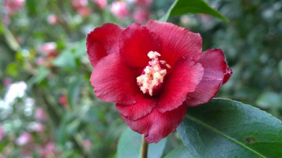 WP_20170408_038 Camellia japonica Kon Wabisuke Sämling.jpg