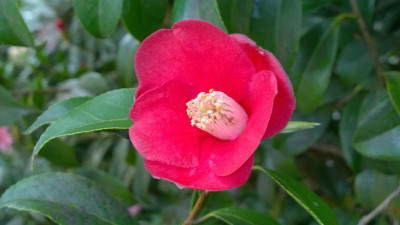 WP_20170408_044 Camellia japonica Kon Wabisuke Sämling.jpg