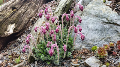 Saxifraga sempervivum 08.04.17.jpg