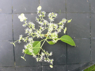 Blüte.jpg