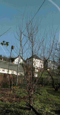 Schlehe.jpg