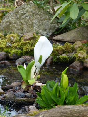 2017-04-08 Lysichiton.jpg