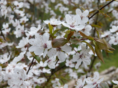 2017-04-08 Prunus cerasifera.jpg