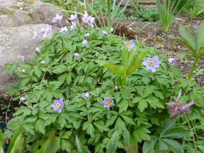 2017-04-08 Anemone nemorosa 'Hannah Gubbay'.jpg