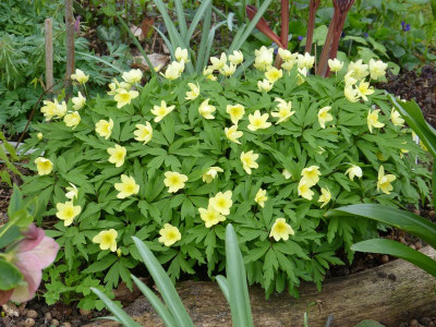 2017-04-08 Anemone x lipsiensis 'Schwefelfeuer'.jpg
