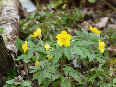 2017-04-08 Anemone ranunculoides.jpg