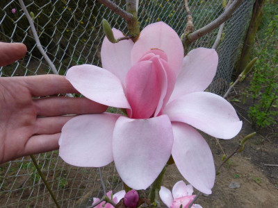 2017-04-08 Magnolia 'Westonbirt'.jpg
