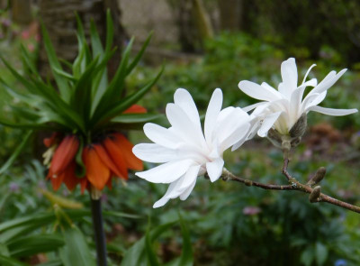 2017-04-08 Gartenimpressionen 2.jpg