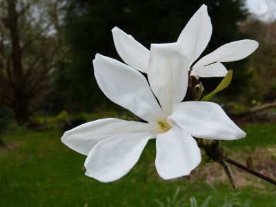 2017-04-08 Magnolia 'Wada's Memory'.jpg