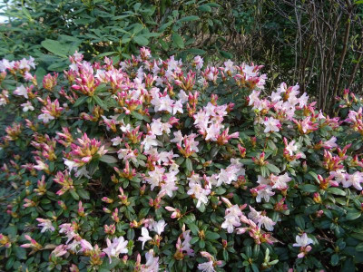 Rhododendron Giny Gee April 2017.JPG