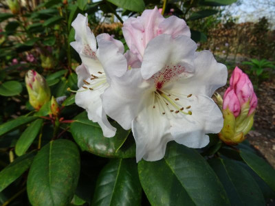 Rhododendron Gartendirektor Rieger April 2017.JPG