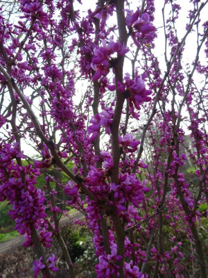 Cercis chinensis Avondale April 2017.JPG