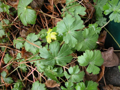 STORCHSCHNABEL.ROSA.BLATT.jpg