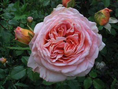 Rose_2.jpg