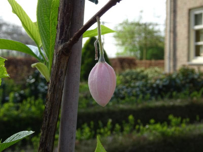 Melliodendron xylocarpum flower bud April 2017.JPG