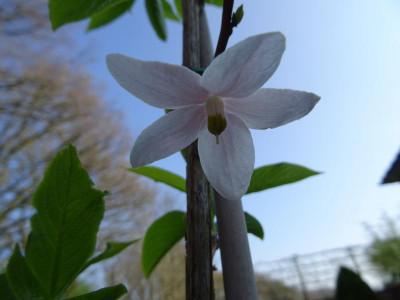 Melliodendron xylocarpum flower April 2017 pic 1.JPG
