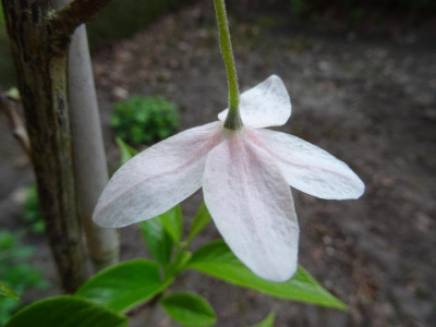 Melliodendron xylocarpum flower  April 2017 pic 2.JPG