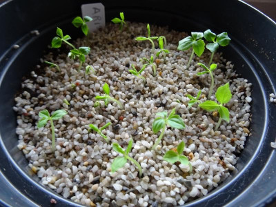 Arisaema sikkokianum Germination April 2017.JPG