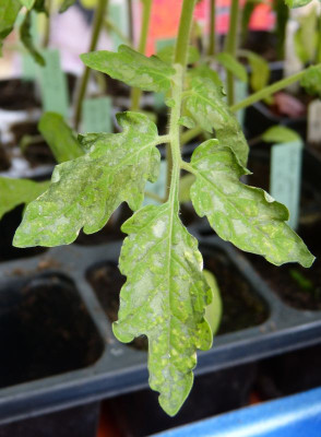 2017-04-09Tomaten 1.jpg