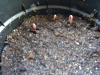 Asimina triloba Germination April 2017.JPG