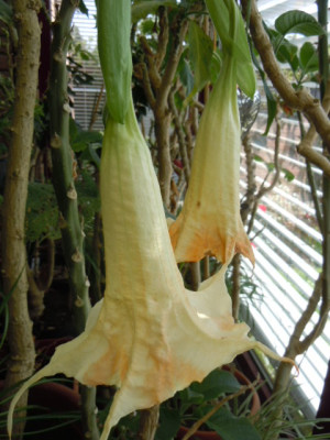 amarillo paya.JPG