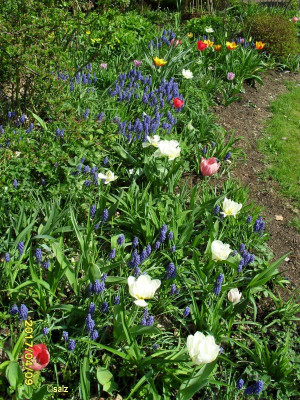 Ostereier im Tulpenbeet 17.jpg