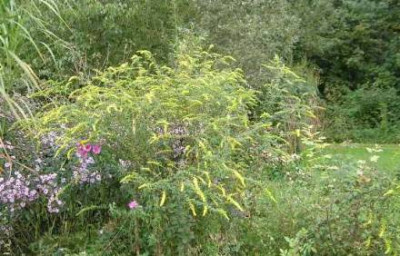 Solidago_Golden_Mosa_....__kl.jpg
