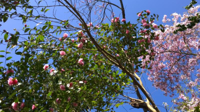 WP_20170409_035 camellia X Spring Festival.jpg