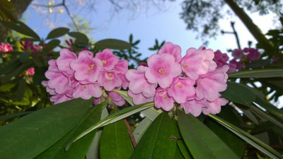 WP_20170409_024 Rhododendron argyrophyllum Pingianum Group KR184.jpg