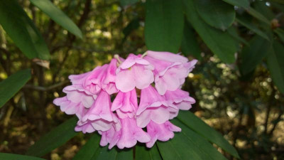 WP_20170409_026 Rhododendron argyrophyllum Pingianum Group KR184.jpg