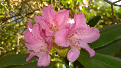 WP_20170409_029 Rhododendron adenogynum Adenophorum Group.jpg