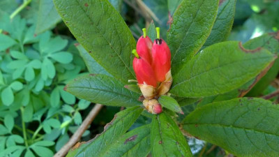 WP_20170409_016 Rhododendron spinuliferum CCHH 8000.jpg