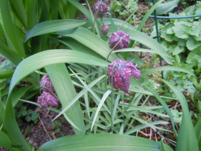 fritillaria.JPG