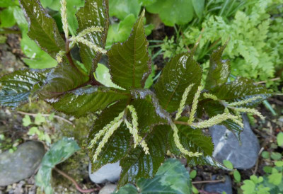 Chloranthus sessilifolius ...  9.4.17 004.jpg