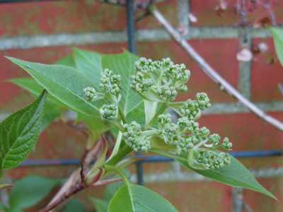 Vermutlich Hydrangea anomala.JPG