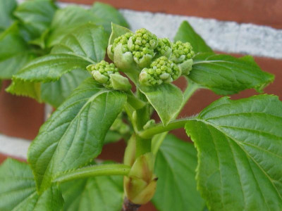 Hydrangea petiolaris.JPG