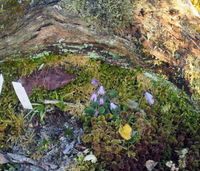 Soldanella-Emma 2017.jpg