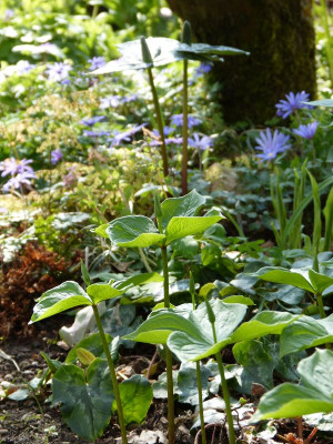2017-04-09 Paris quadrifolia 2.jpg